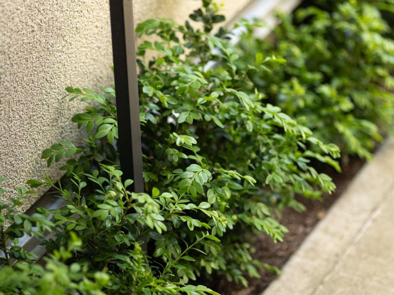Hedge trimming along a strata building in Vancouver