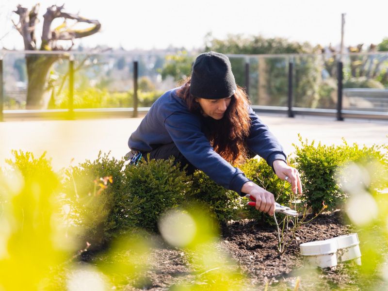 mulching garden for winter