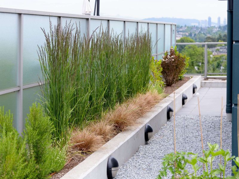 Pruned plantings in a maintained Vancouver landscape