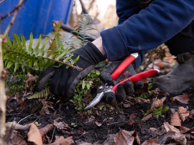 Craine landscaper cutting back plants