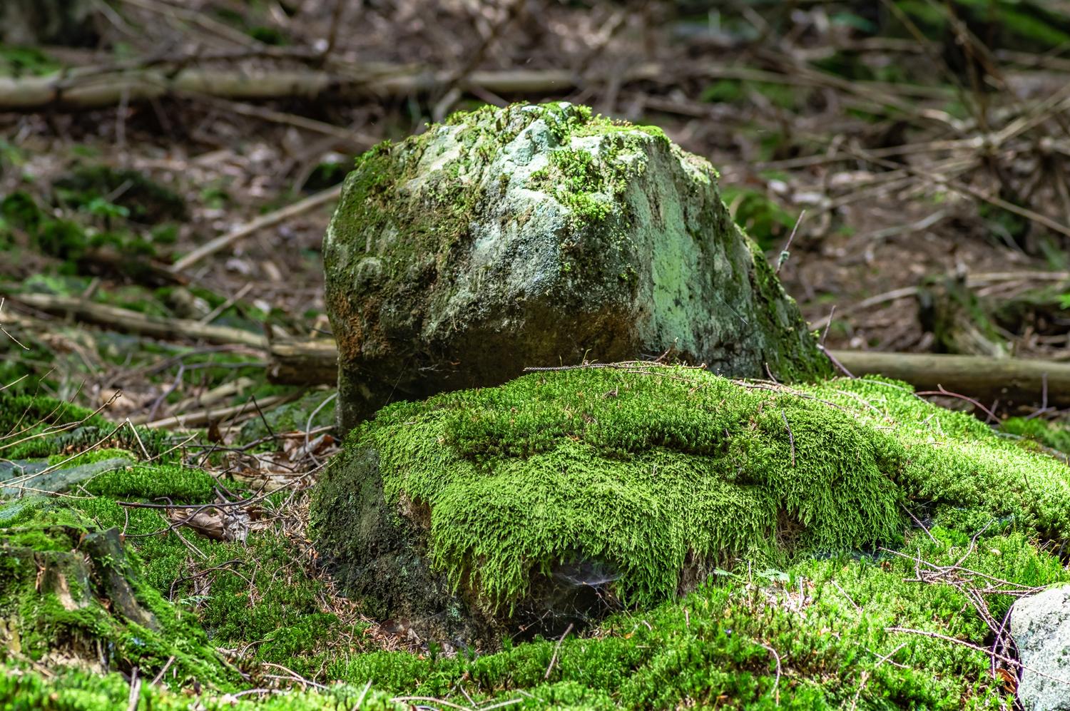 growing moss