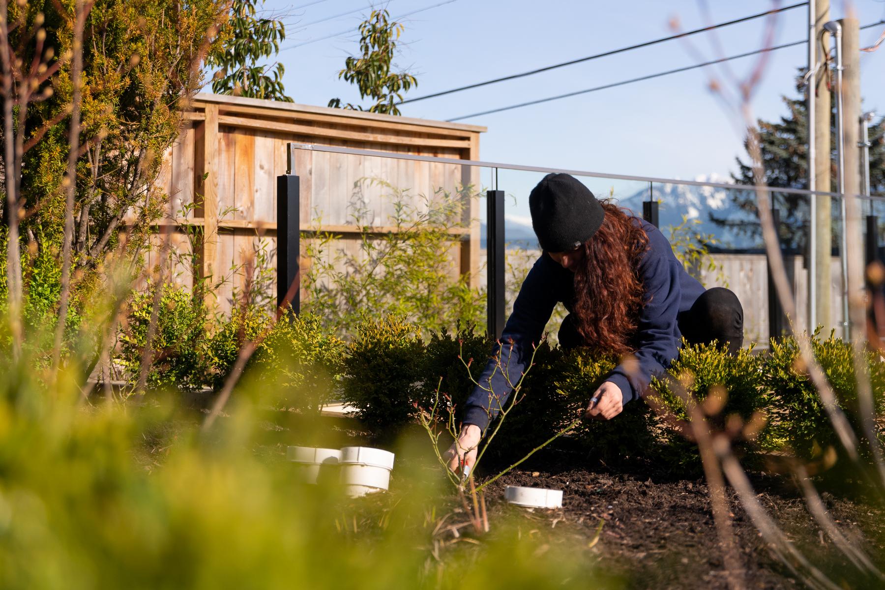 mulching Vancouver garden in fall