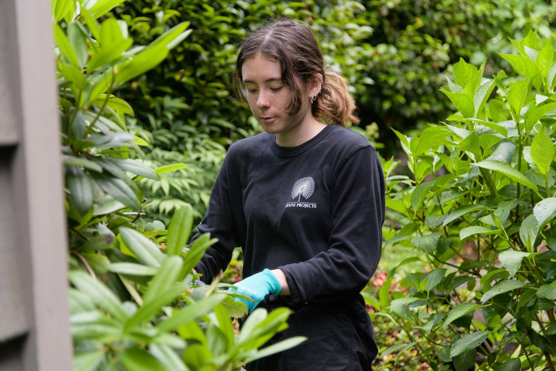 planting new sapling in Vancouver home